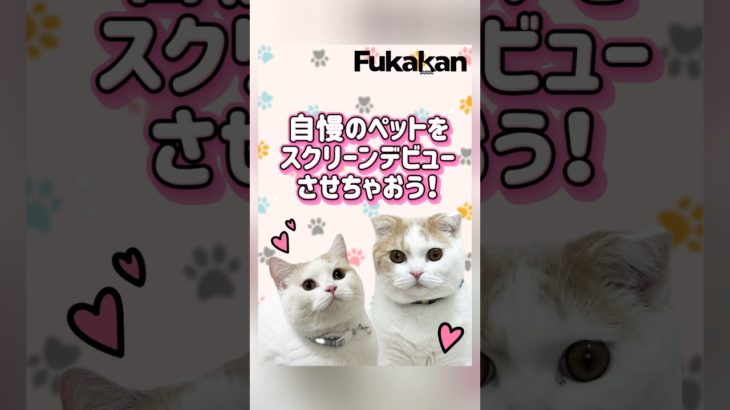 自慢のペットをスクリーンデビューさせちゃおう！