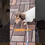 ペットマルシェで買ったつばきセーター