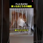 ペットカメラに映ったおどろきの瞬間