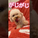 なつかしいペットボトルを目の当たりにして本気でがじるおチョコと🐾✨