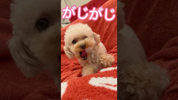 なつかしいペットボトルを目の当たりにして本気でがじるおチョコと🐾✨