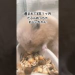 うちのペットはきっとおじいちゃんになった。 #小動物 #ハムスター #キンクマ
