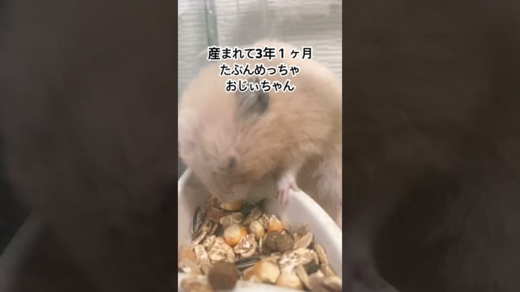 うちのペットはきっとおじいちゃんになった。 #小動物 #ハムスター #キンクマ