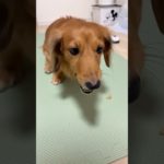 ペットフードとおやつの反応の違い…#カニンヘンダックス #ダックス #犬あるある