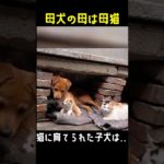 母犬になっても自分を育てくれた母猫は永遠！#ペット #子犬