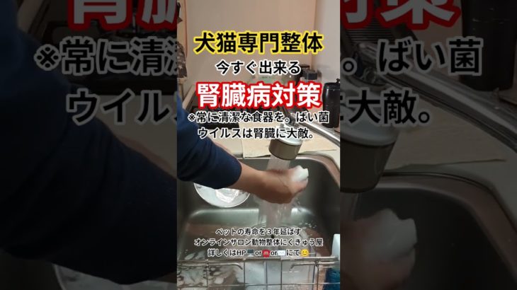 【腎臓病】ペットの腎臓病☝️これ以上悪化させない為に出来る事。