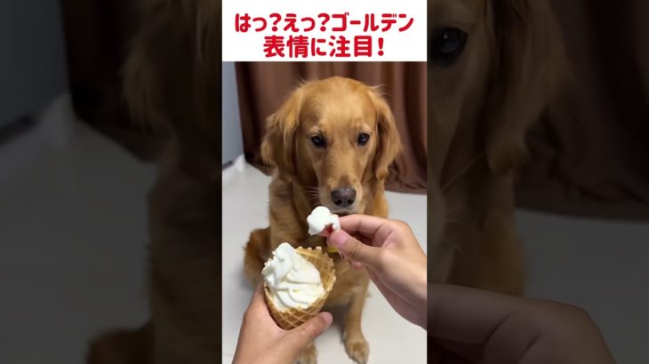 はっ？えっ？ゴールデンの表情に注目！　#面白い #面白い犬 #ペット #可愛い #犬 #犬のいる生活 #ゴールデンレトリバー #癒し