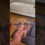 かわいすぎるトイプードルことむぎのむぎちゃ！！#ペット#犬#トイプードル#かわいい