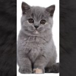 ペット写真の撮り方豆知識