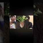 ライオンと大根のハーフ #フィッシャーズ切り抜き #フィッシャーズ #ライオン #大根