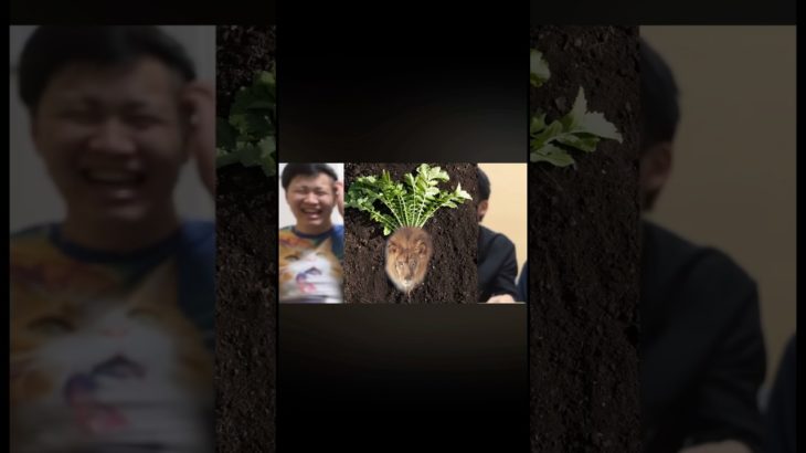 ライオンと大根のハーフ #フィッシャーズ切り抜き #フィッシャーズ #ライオン #大根