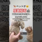 【尿路結石】ペットの難治難病でも貴方に出来る事があります🧐オンラインサロン動物整体にくきゅう屋🐾