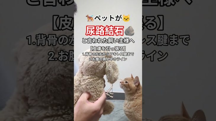 【尿路結石】ペットの難治難病でも貴方に出来る事があります🧐オンラインサロン動物整体にくきゅう屋🐾