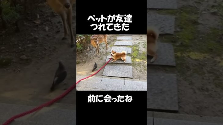 ペットの柴犬がお友達を連れてきた㊷