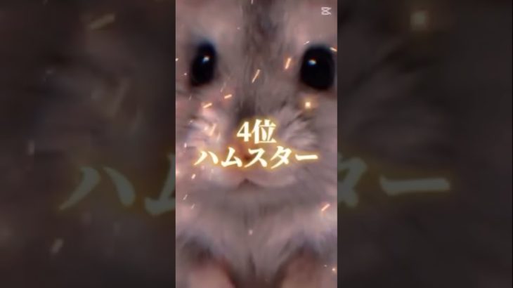 リクエスト　個人的に好きなペットランキング #ランキング #ペット