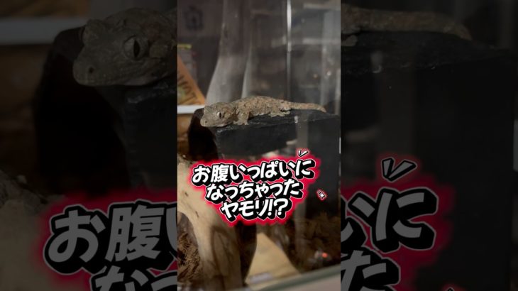 お腹いっぱいで寝そべるヤモリ🦎 #爬虫類 #ペット #かわいい #癒し #面白い
