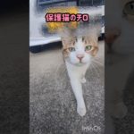#保護猫 #家猫 #ペット動画