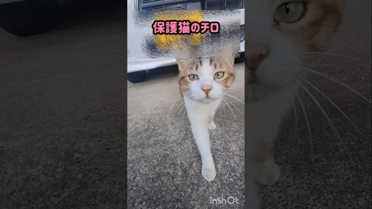 #保護猫 #家猫 #ペット動画