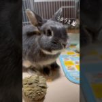 「上手に食べれるかな？👀」