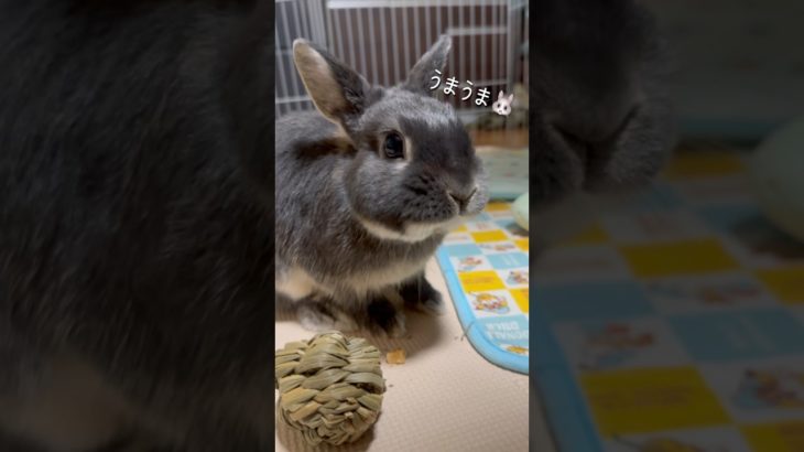 「上手に食べれるかな？👀」