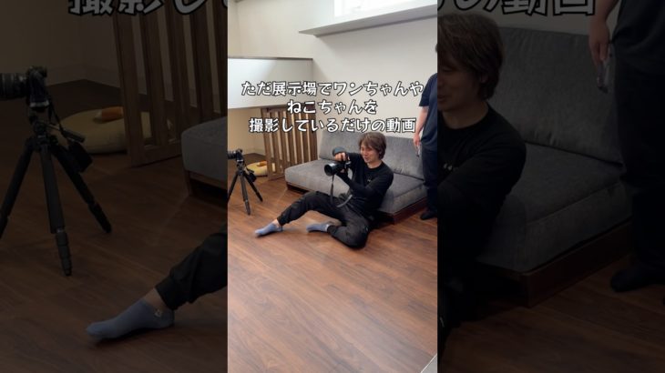 ただ展示場でワンちゃんや猫ちゃんを撮影しているだけの動画 #ワンちゃん #猫ちゃん　 #ペット共棲住宅 #ペット
