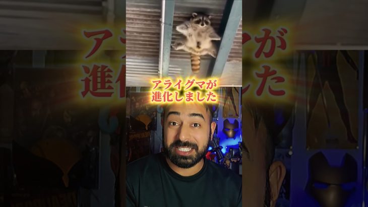 アライグマが進化してる？！？！#ペット #動物 #人気 #アライグマ #ニュース #パンダ