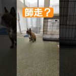 師走？　#大型犬と一緒に