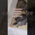 亀なの🐢　#亀　#ペット
