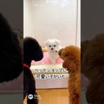 ペットショップに可愛い子がいた