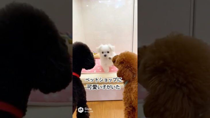 ペットショップに可愛い子がいた