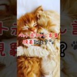 【◯◯現象シリーズ】ペット赤ちゃん言葉現象とは？