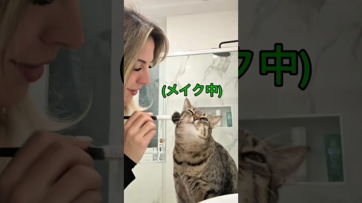 猫にメイクしてみたら、反応が可愛すぎた