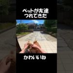 ペットの柴犬がお友達を連れてきた㊼