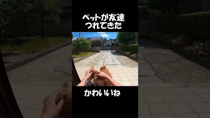 ペットの柴犬がお友達を連れてきた㊼