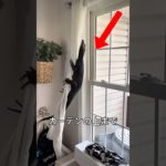 ペットなのに..野生すぎるw