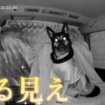 新登場のペットカメラで愛犬をのぞいたら…夜の車内なのに思った以上にまる見えでしたw