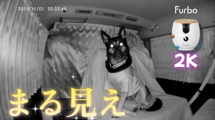 新登場のペットカメラで愛犬をのぞいたら…夜の車内なのに思った以上にまる見えでしたw