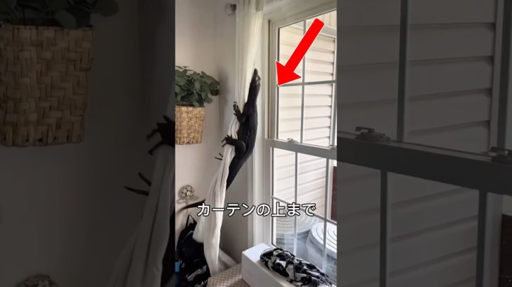 ペットなのに..野生すぎるw