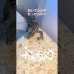 静止画じゃないよ動画だよ　#カナヘビ  #カナヘビリリちゃん #ペット #爬虫類 #カナヘビ初心者 #wc #wd
