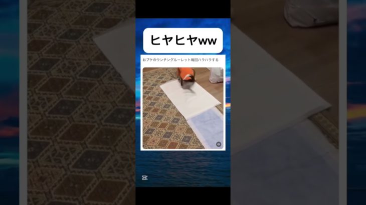 これあるあるだよねw#shorts #面白集 #お笑い #ペット #犬