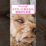 ペットがドクターに言われた衝撃的な言葉www #犬 #猫 #動物 #2ch