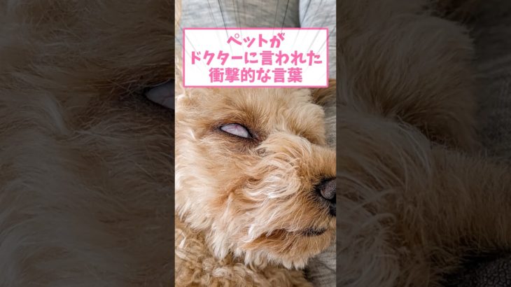 ペットがドクターに言われた衝撃的な言葉www #犬 #猫 #動物 #2ch