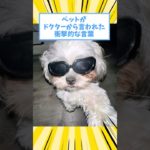 ペットがドクターから言われた衝撃的な言葉www #猫 #犬 #ペット #動物 #2ch #shorts