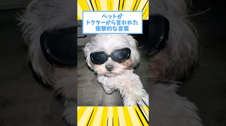 ペットがドクターから言われた衝撃的な言葉www #猫 #犬 #ペット #動物 #2ch #shorts