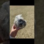 マンジャロダイエット1本目