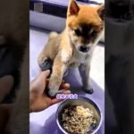 賢い小さな犬 (パート 1)