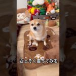 しまむらのハッピーバッグ柴犬柄ペットセット1000円！！ #チワ柴 #柴チワ