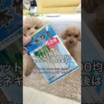ペットボトルで100均の太ネギ…6ケ月半後は？ 100-yen store leek seeds 6.5 months in a PET bottle? #100均 #100円ショップ #ネギ
