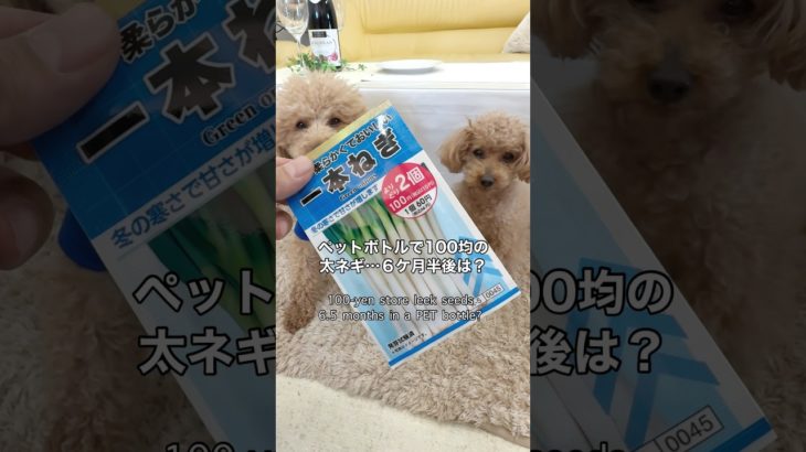 ペットボトルで100均の太ネギ…6ケ月半後は？ 100-yen store leek seeds 6.5 months in a PET bottle? #100均 #100円ショップ #ネギ