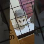 ふくろう日記1189